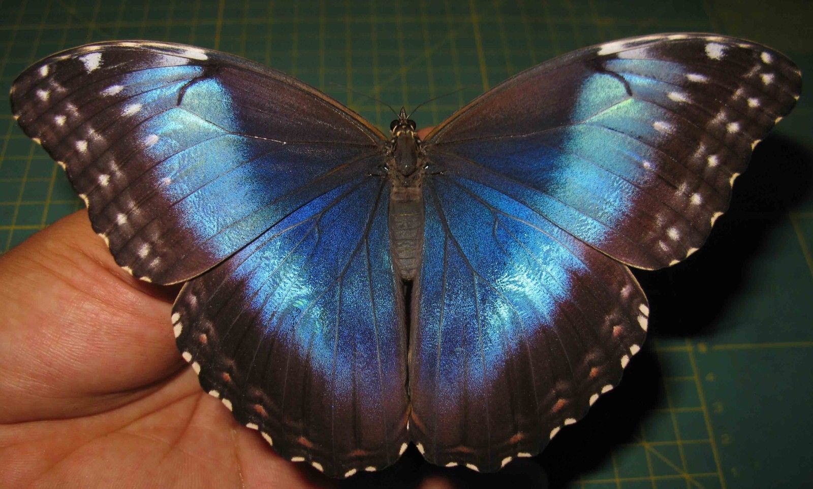 Morpho helenor female (ssp ex pupa aberration giant! cod 476) Internet Image property of respective owner, non-commercial use only